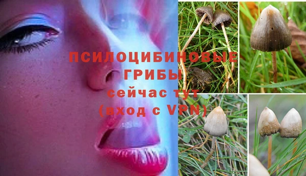 прущие грибы Алексин